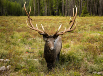 Mountain Archery Fest Company Wide Logo