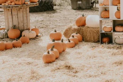 images.strideevents.com/infopages1/riveredge-pumpkin-patch-and-farm-infopages1-54766.webp