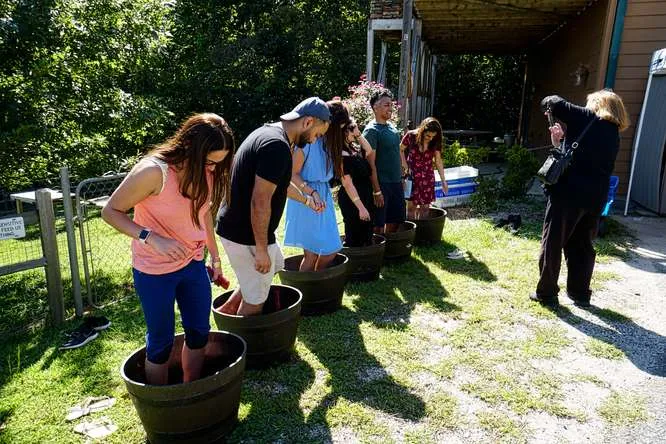 images.strideevents.com/infopages3/grape-stomp-festival-infopages3-52653.webp